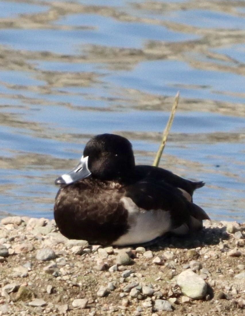 Ring-necked Duck - ML644681912