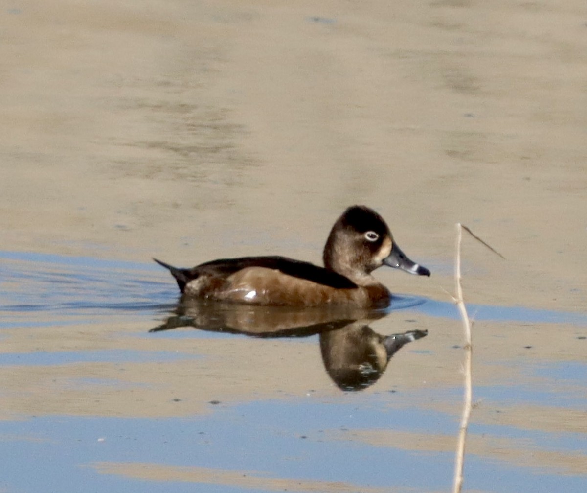 Ring-necked Duck - ML644681913