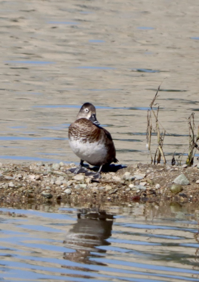 Ring-necked Duck - ML644681914