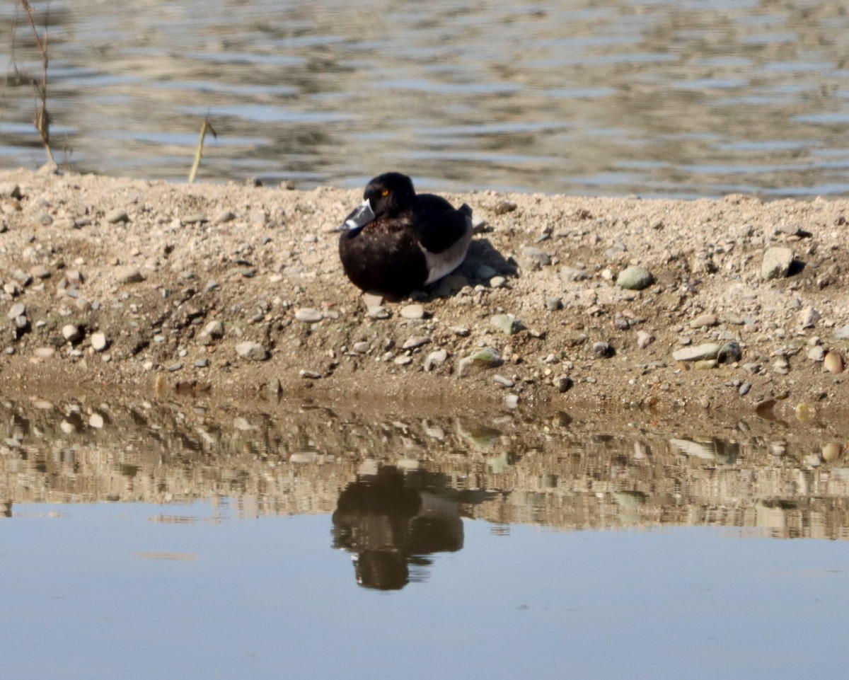 Ring-necked Duck - ML644681915