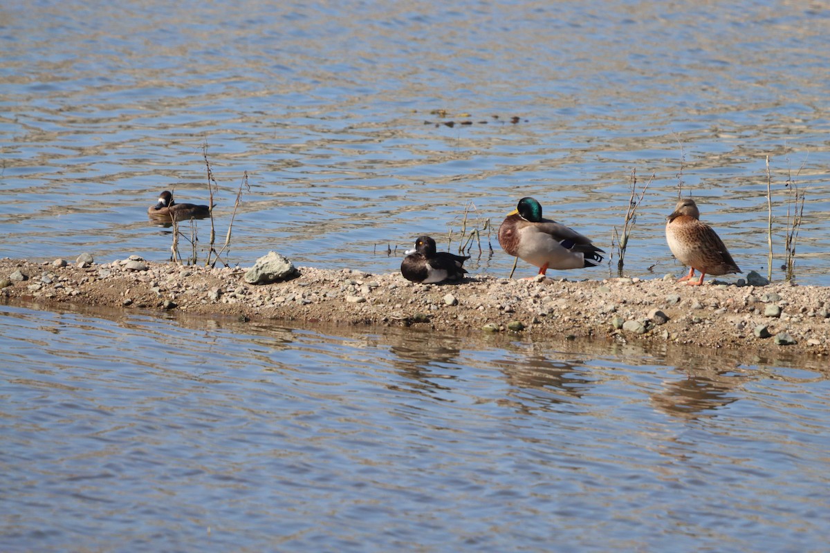 Ring-necked Duck - ML644681917