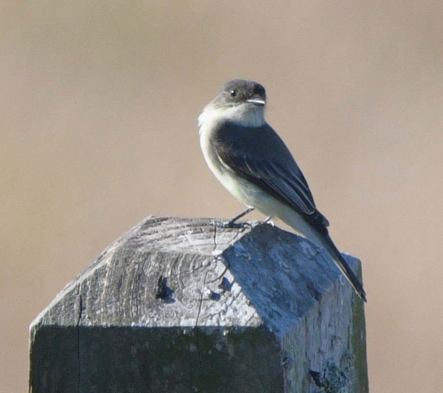 Eastern Phoebe - ML644681919
