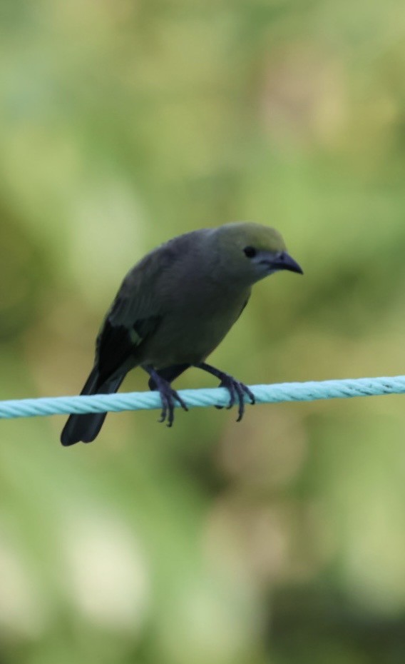 Palm Tanager - ML644681927