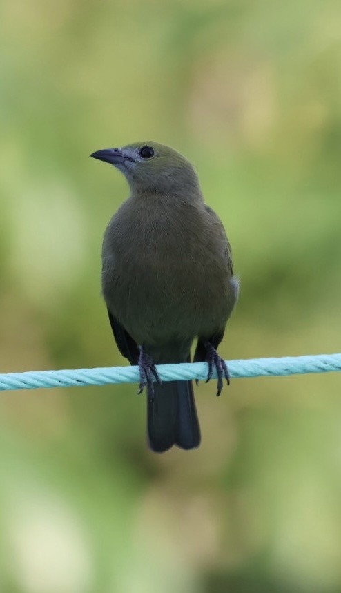 Palm Tanager - ML644681928