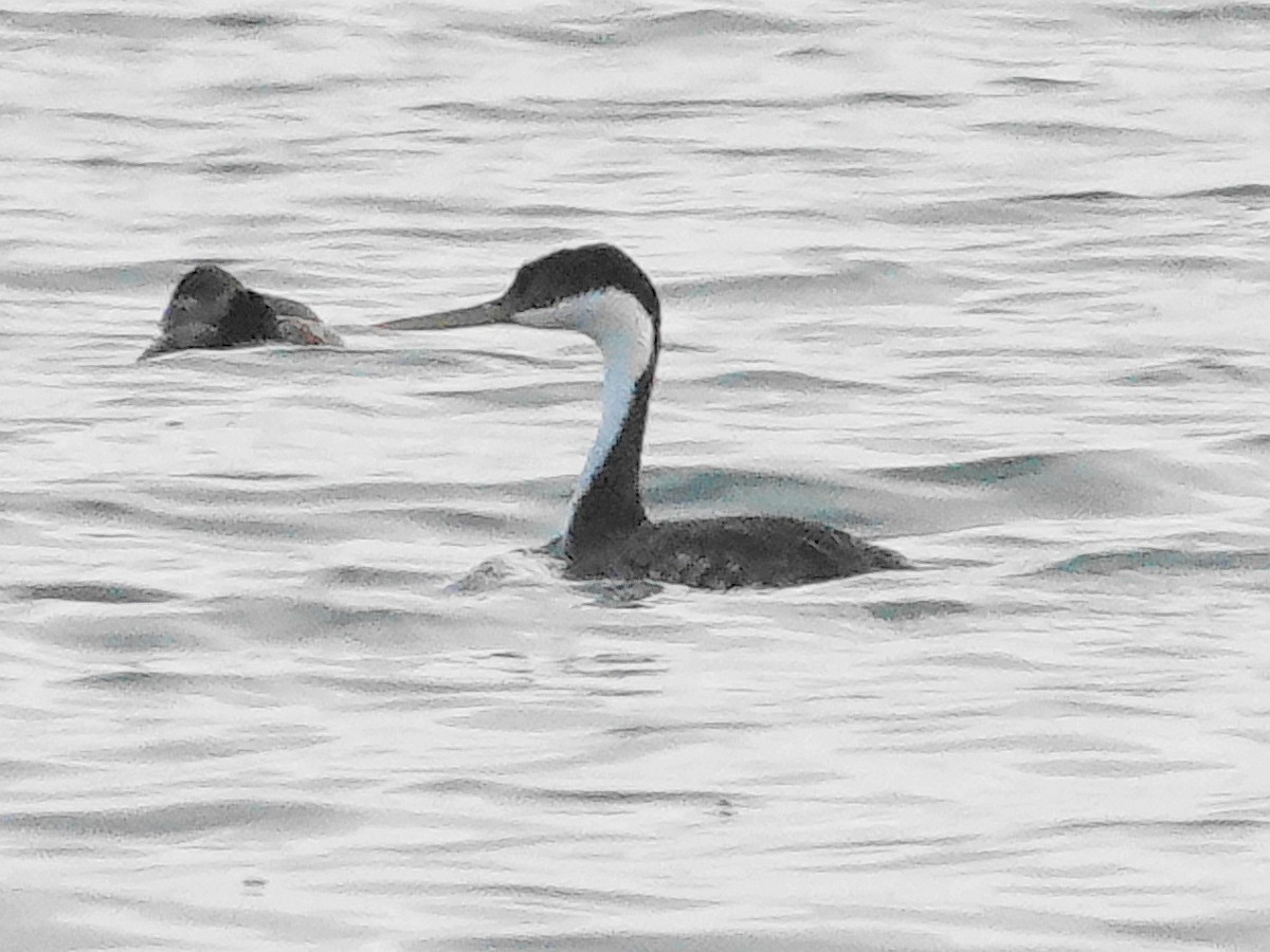 Murgil mendebaldarra - ML644681929