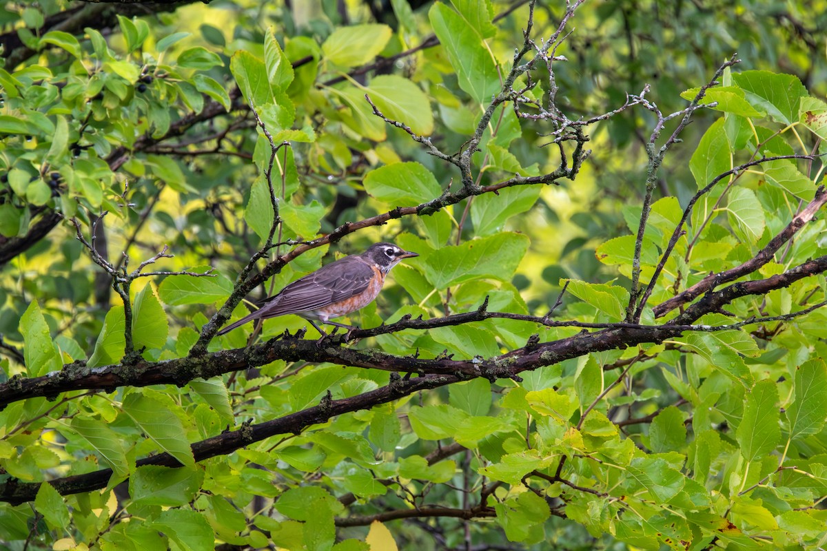 drozd stěhovavý - ML644681930