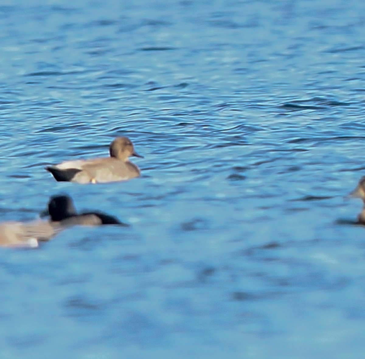kopřivka obecná - ML644681931