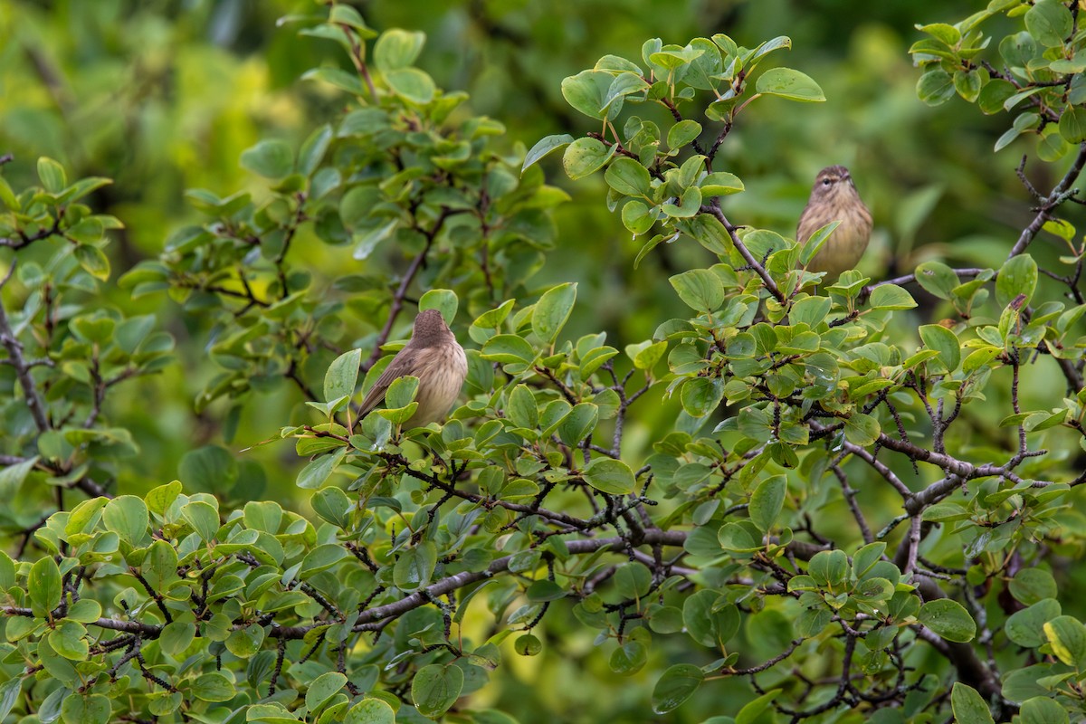 lesňáček bažinný - ML644681932