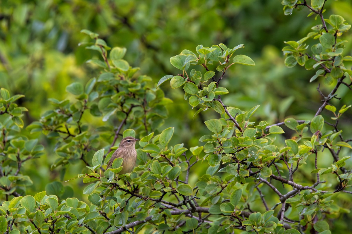 lesňáček bažinný - ML644681933
