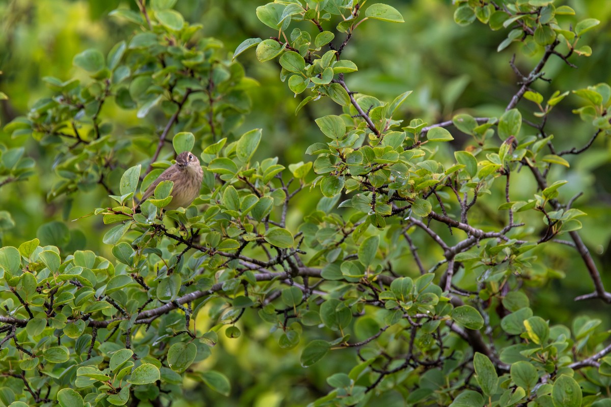 lesňáček bažinný - ML644681934