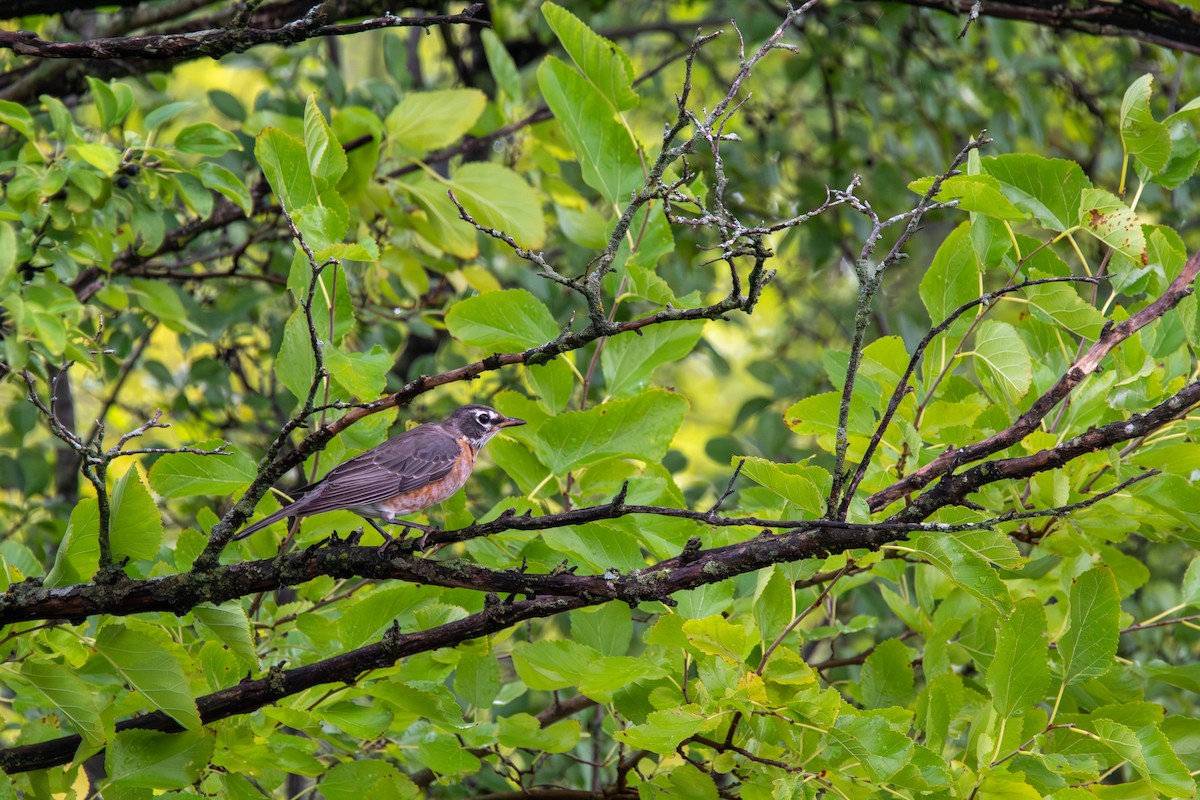 drozd stěhovavý - ML644681935