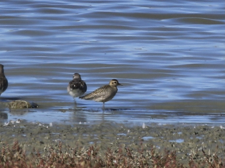 kulík pacifický - ML644681937