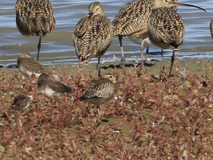 kulík pacifický - ML644681938