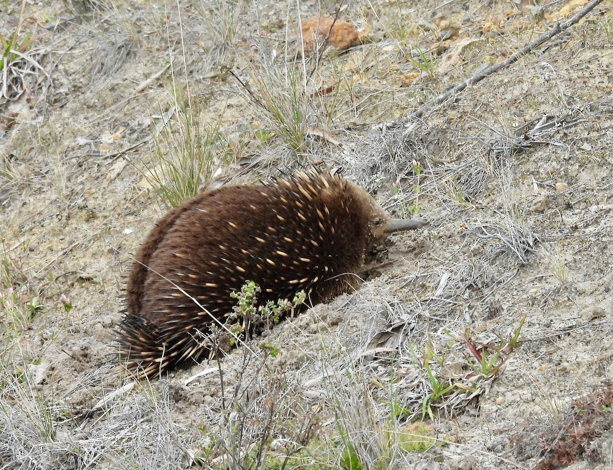 Echidnas - ML644681939
