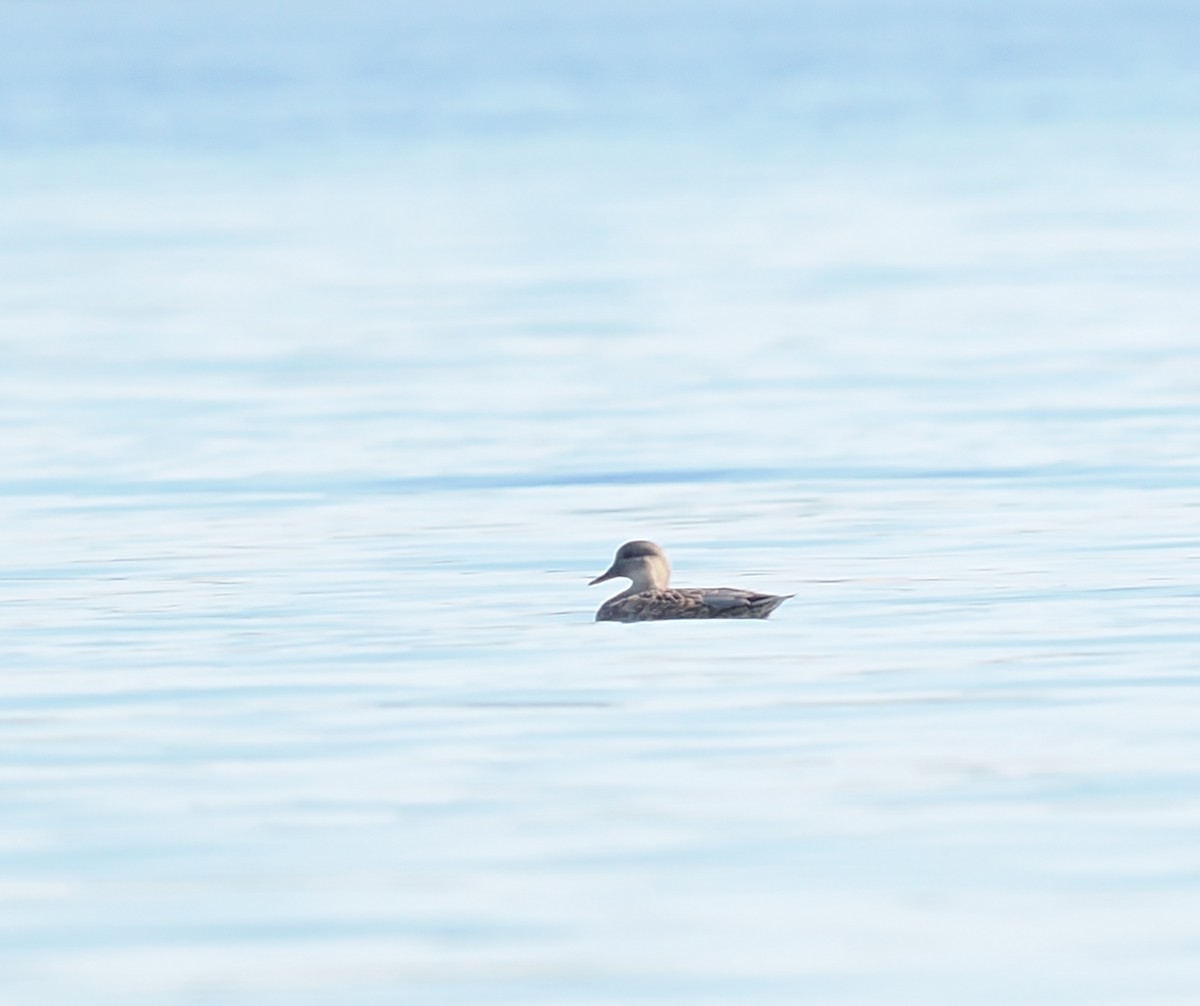 kopřivka obecná - ML644681940