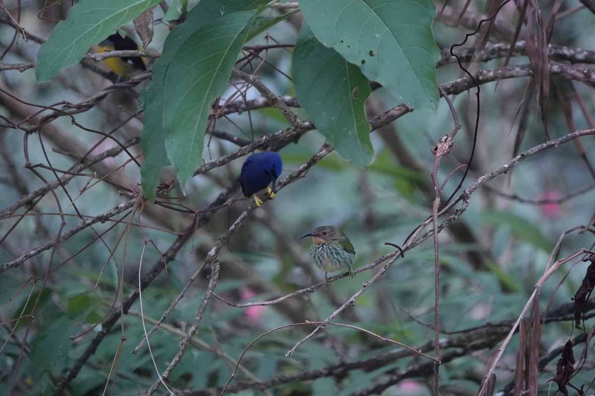 Purple Honeycreeper - ML644681941