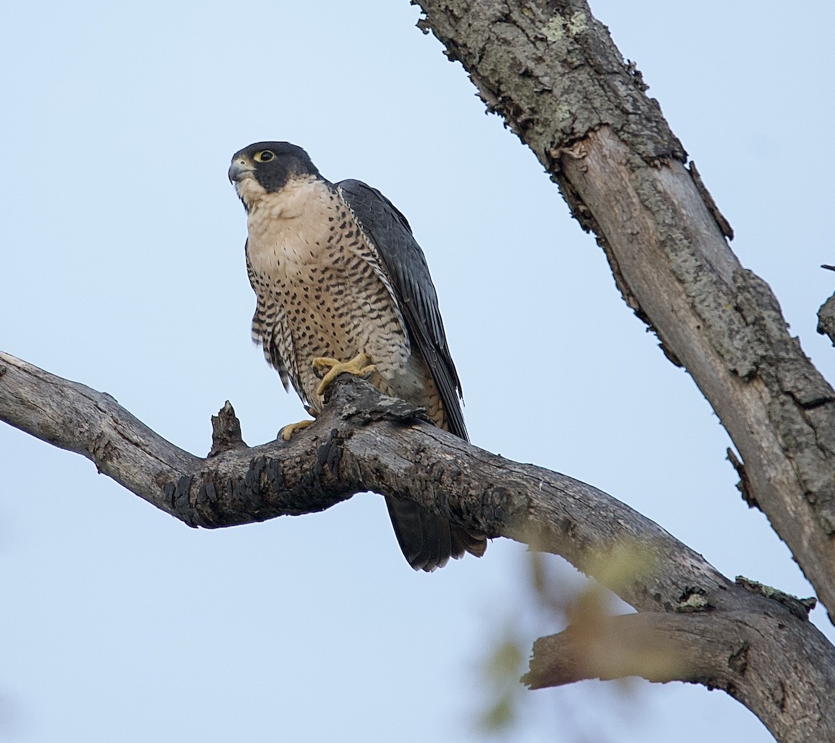 sokol stěhovavý - ML644681944