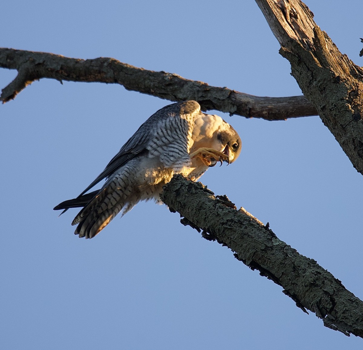 sokol stěhovavý - ML644681946