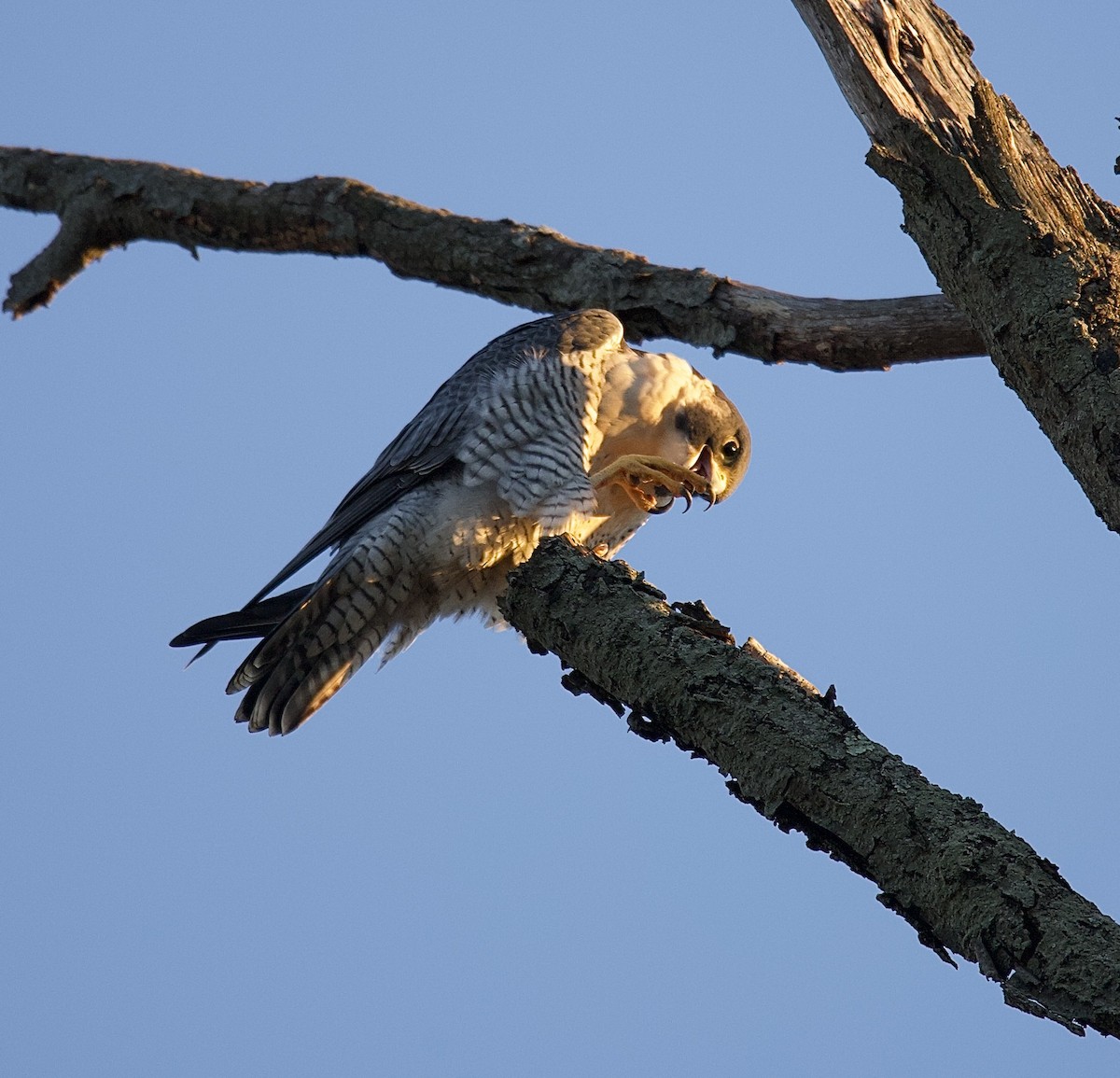 sokol stěhovavý - ML644681947