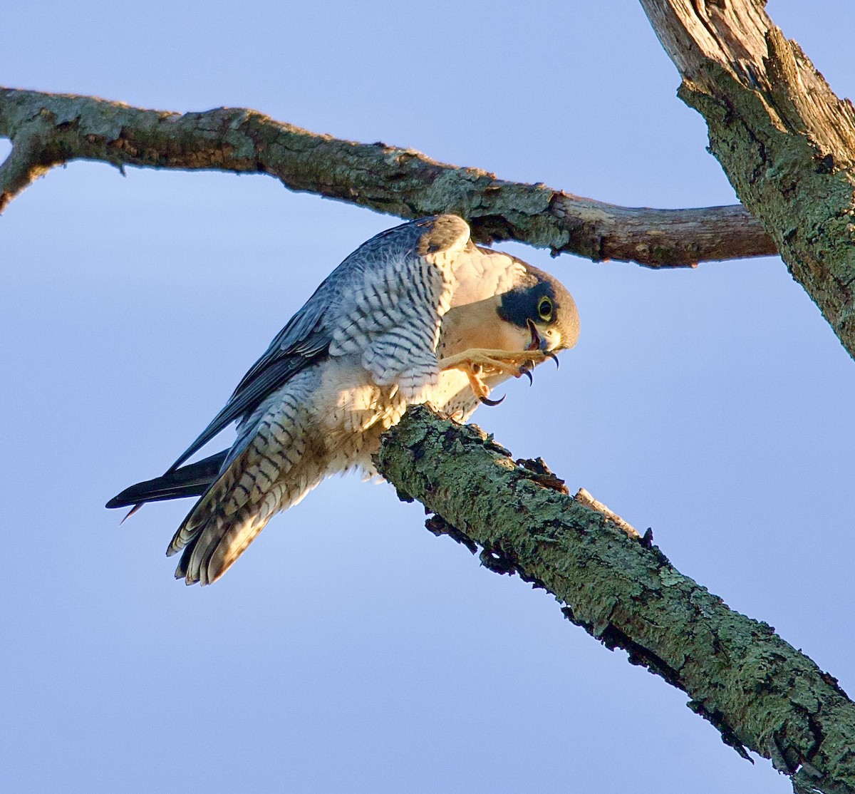 sokol stěhovavý - ML644681948