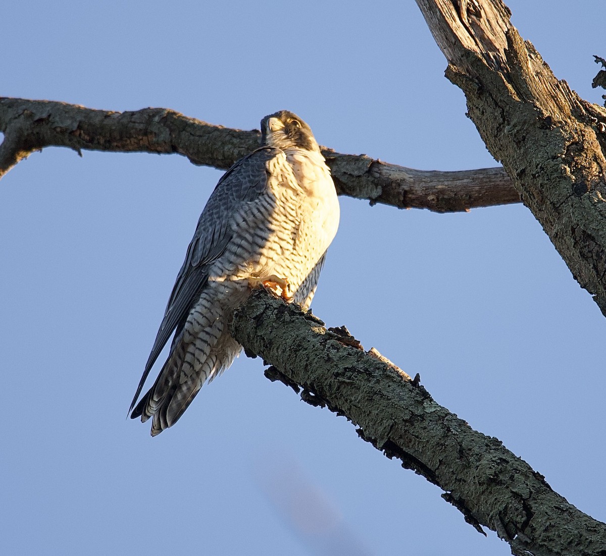 sokol stěhovavý - ML644681949