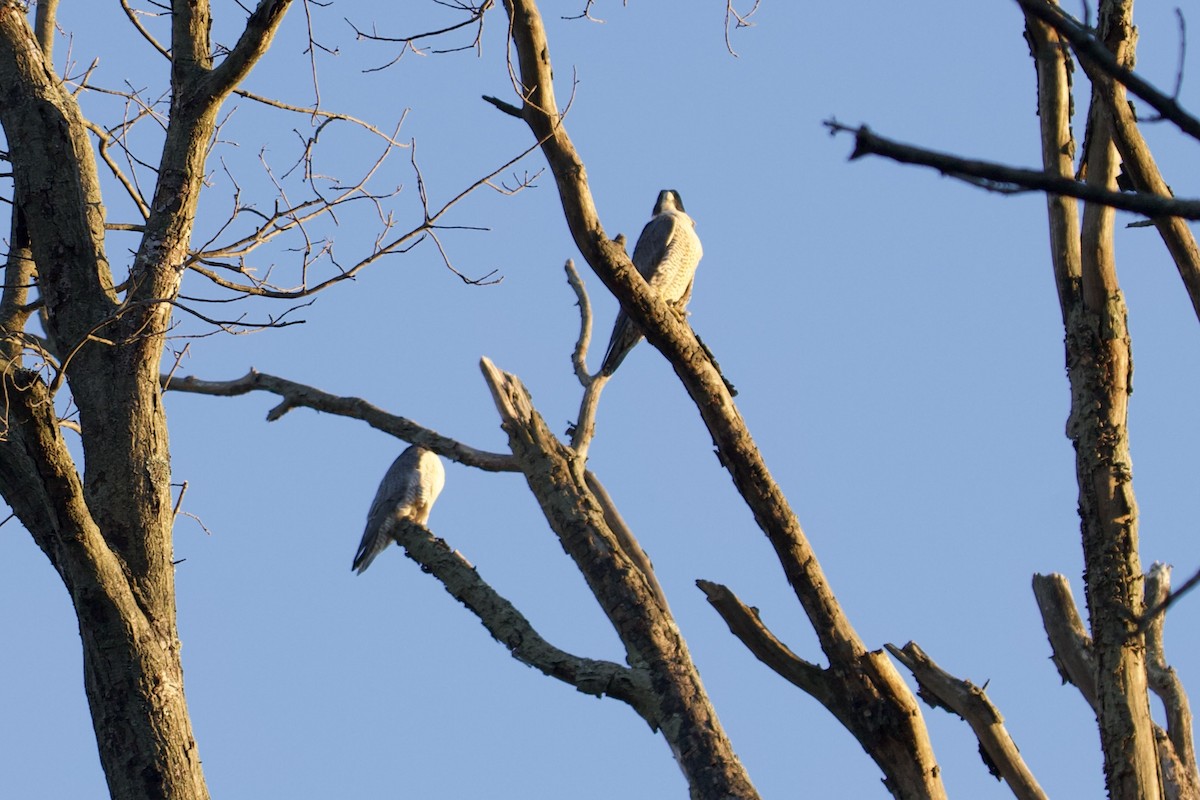 sokol stěhovavý - ML644681950