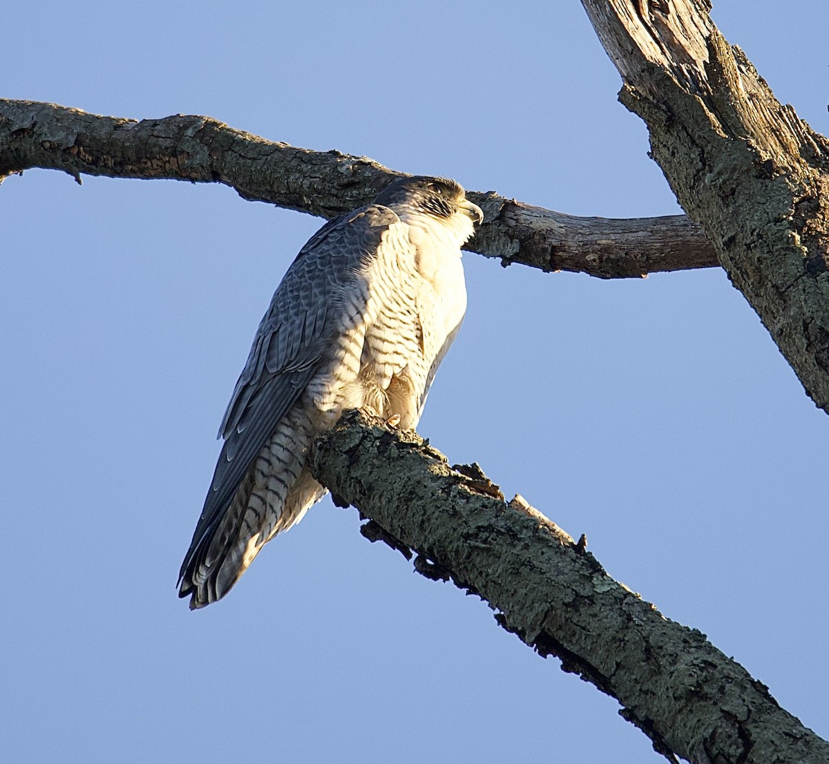 sokol stěhovavý - ML644681951