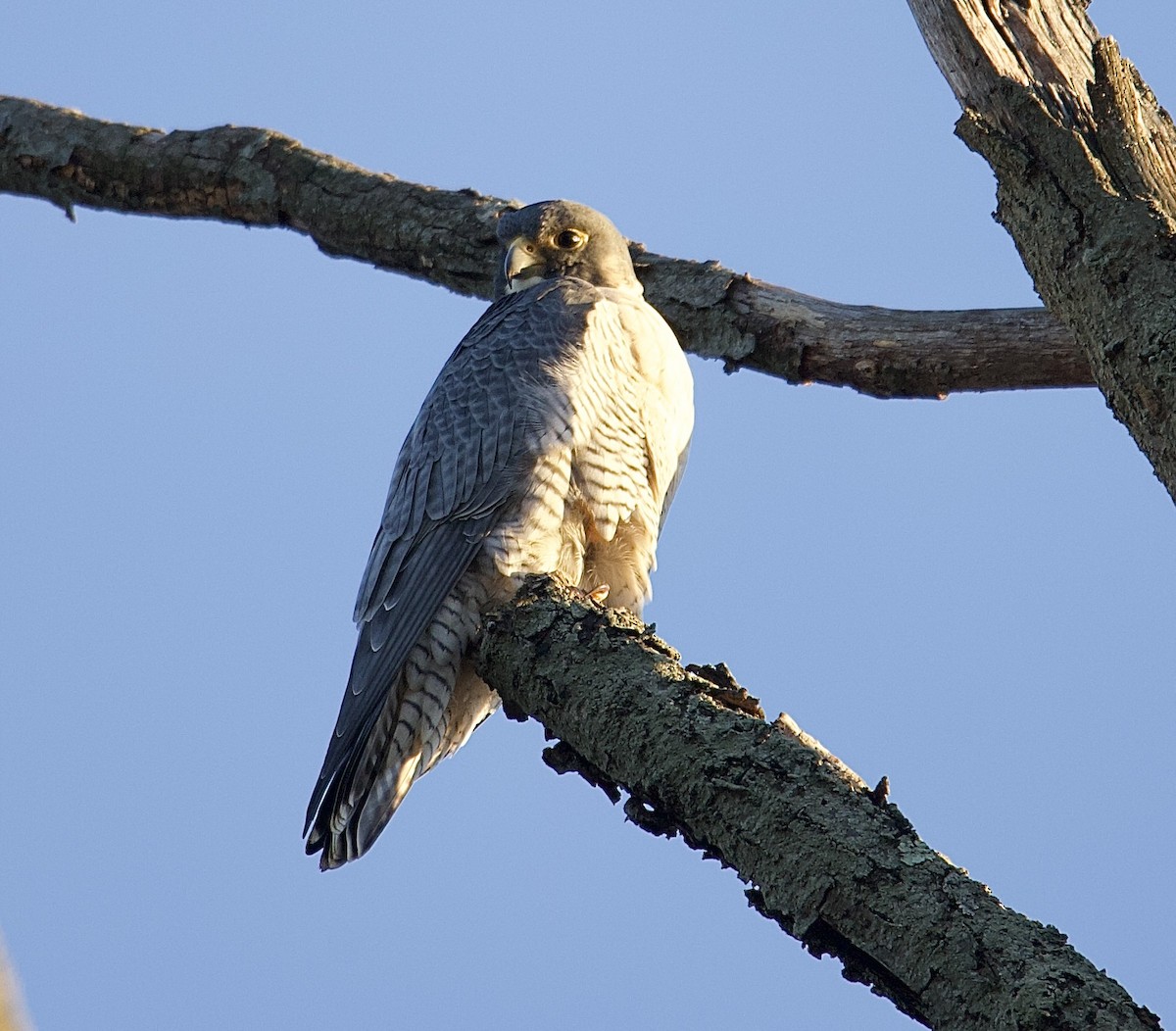 sokol stěhovavý - ML644681953