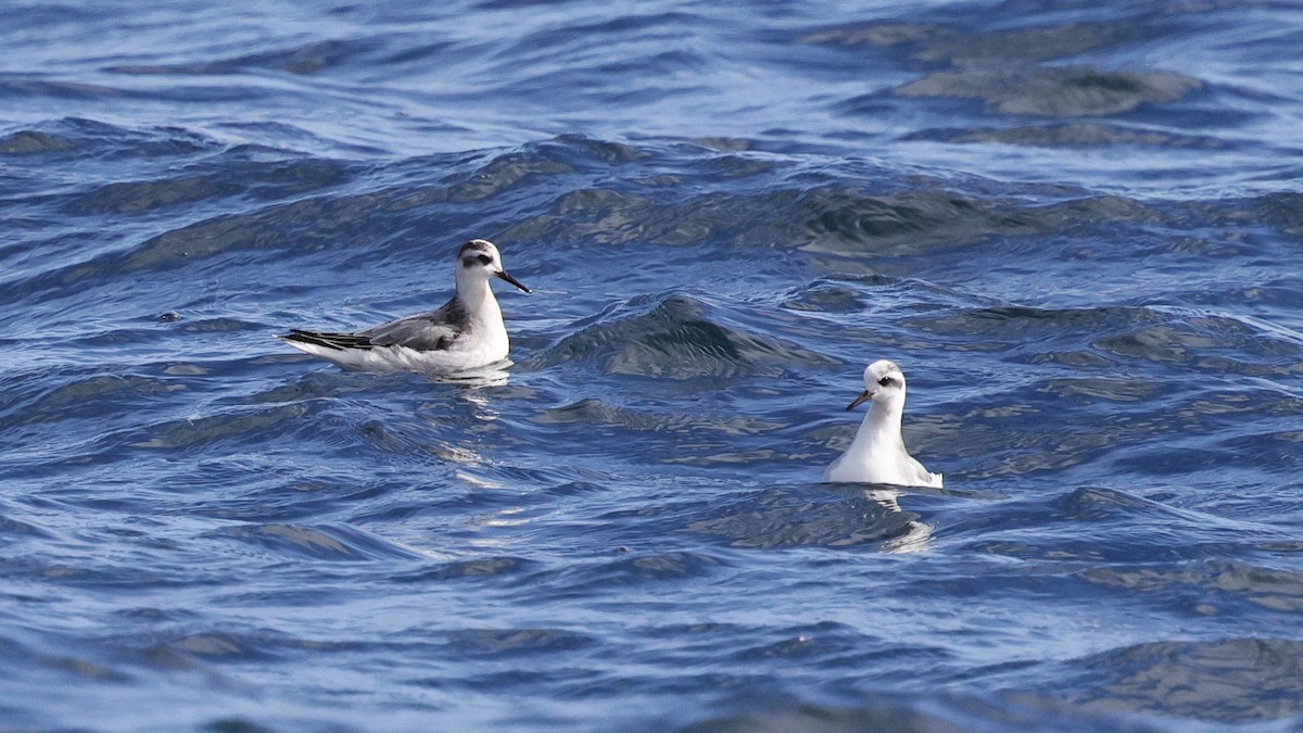 lyskonoh ploskozobý - ML644681960