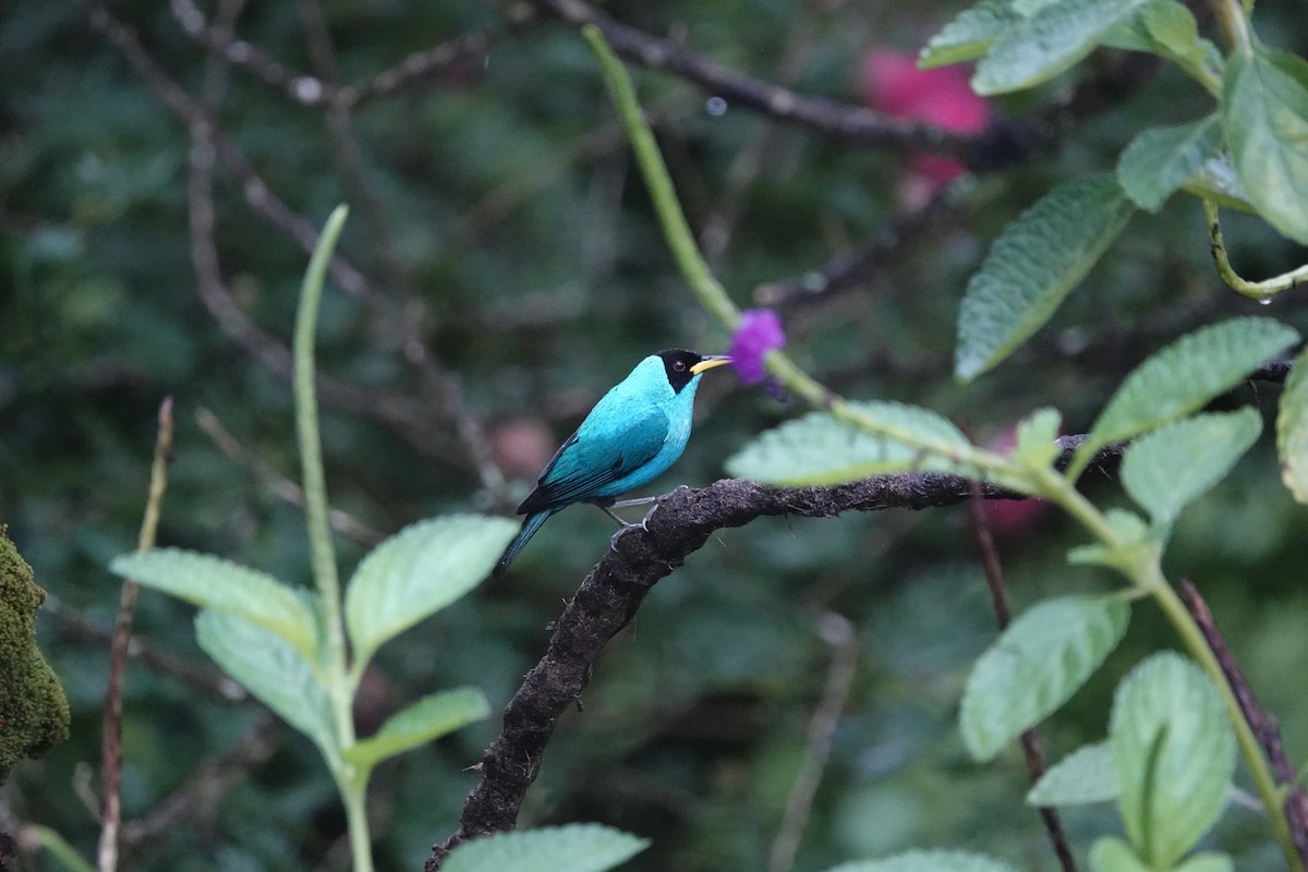 Green Honeycreeper - ML644681961