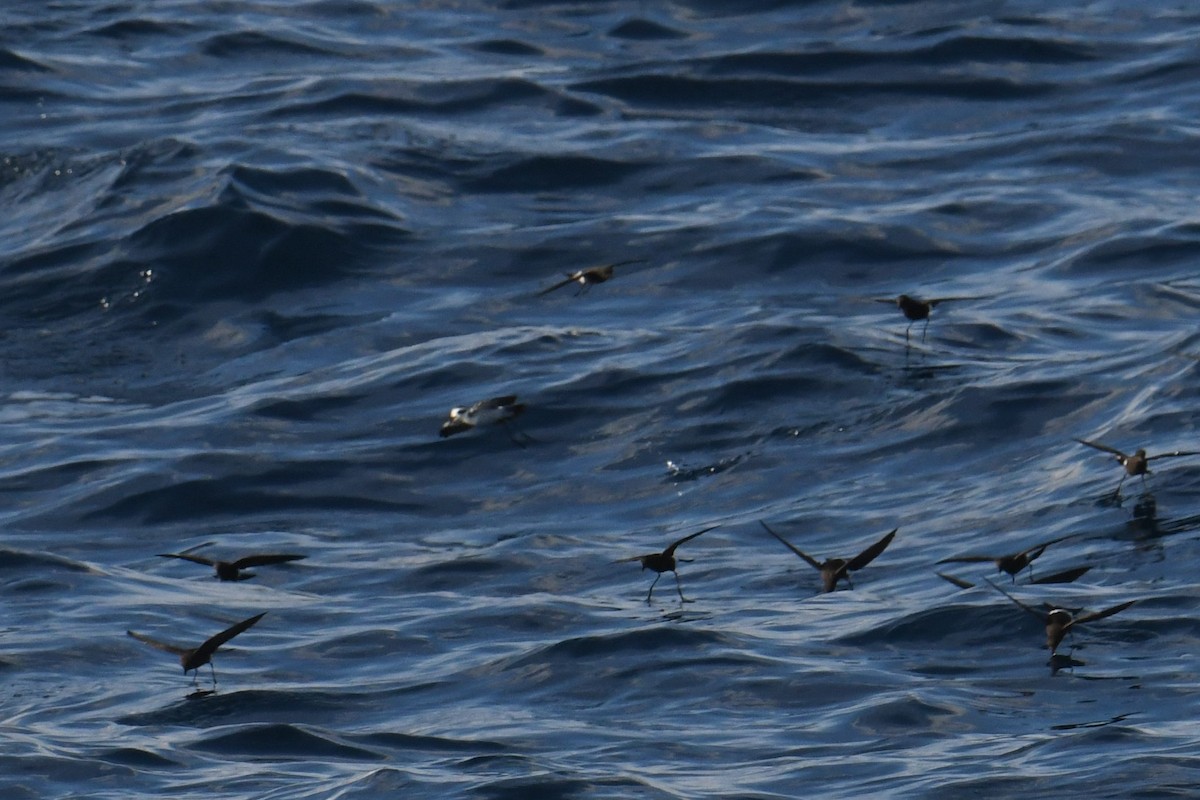 buřníček běločelý - ML644681962