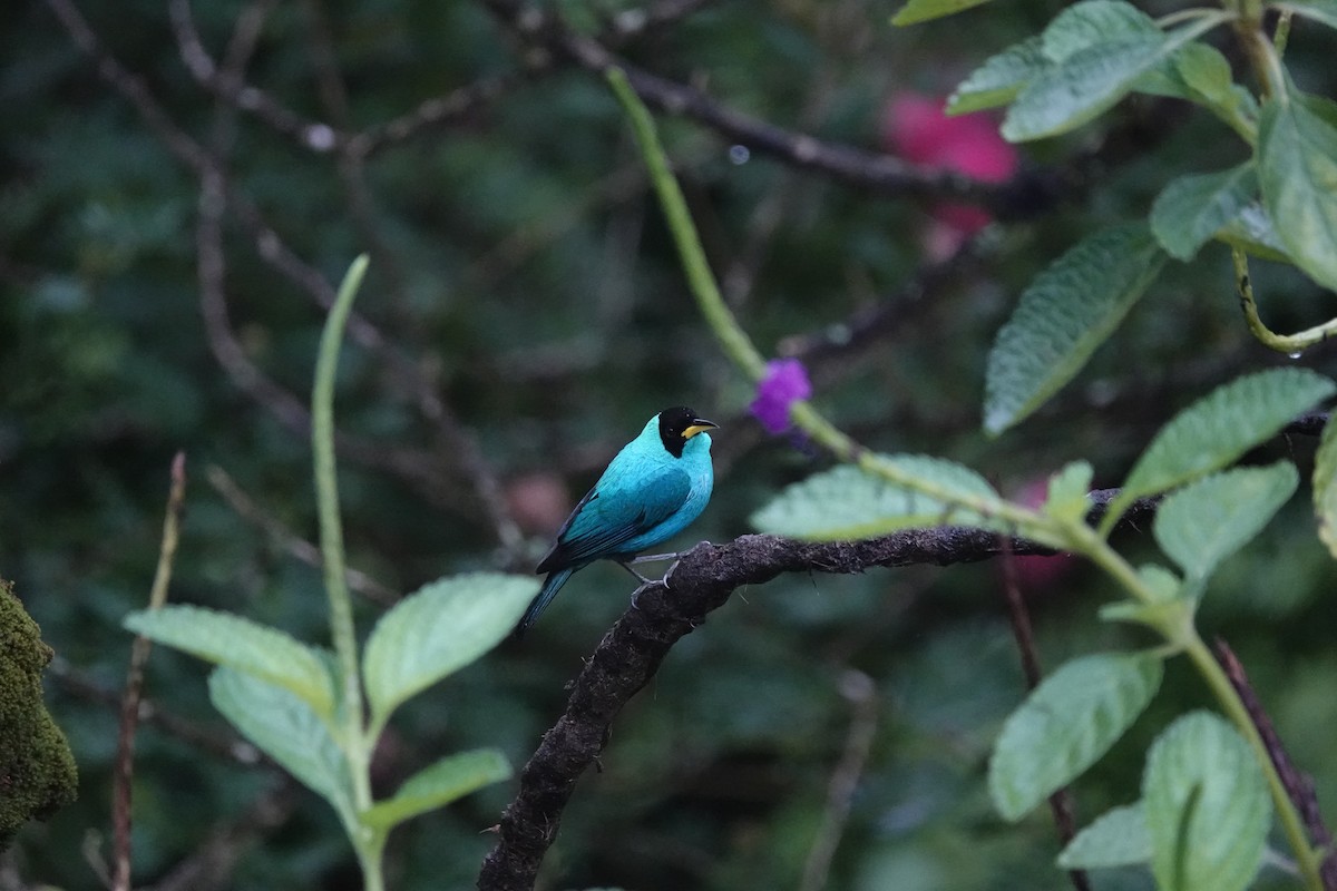 Green Honeycreeper - ML644681964
