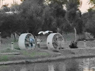 volavka bílá - ML644681965