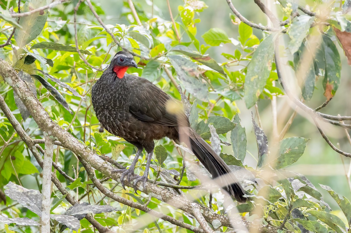 Rusty-margined Guan - ML644681966