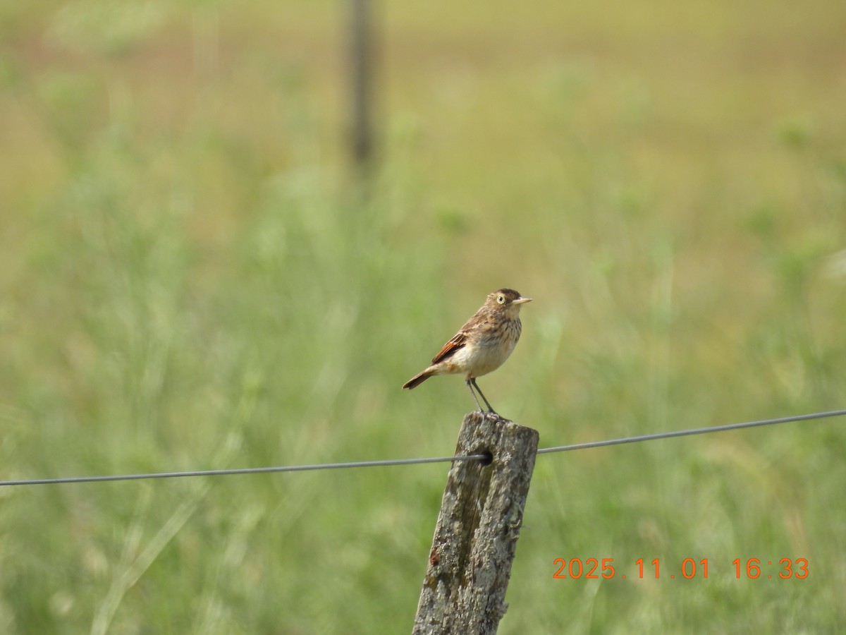 Spectacled Tyrant - ML644681967