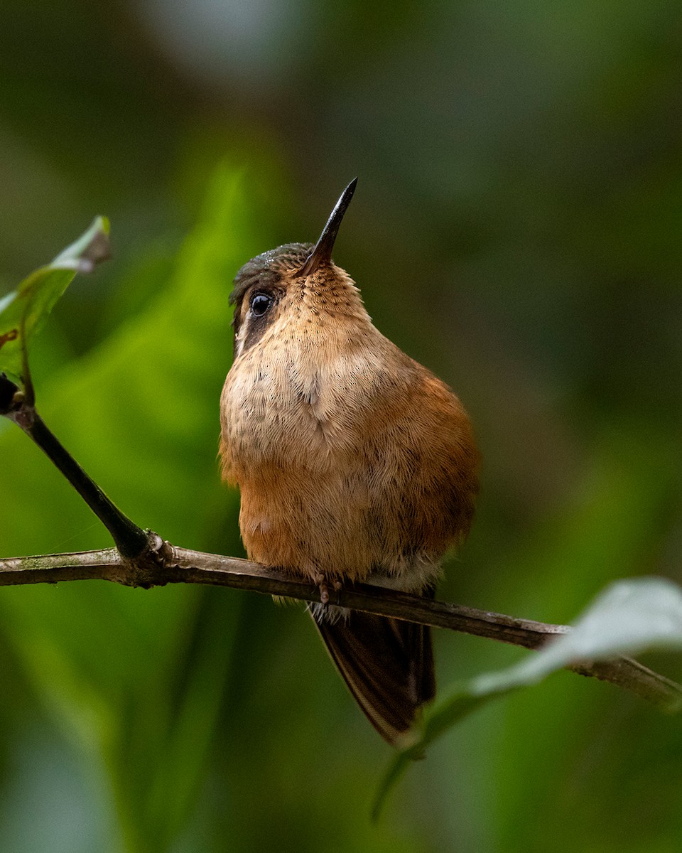 sylfa mozaiková - ML644681968