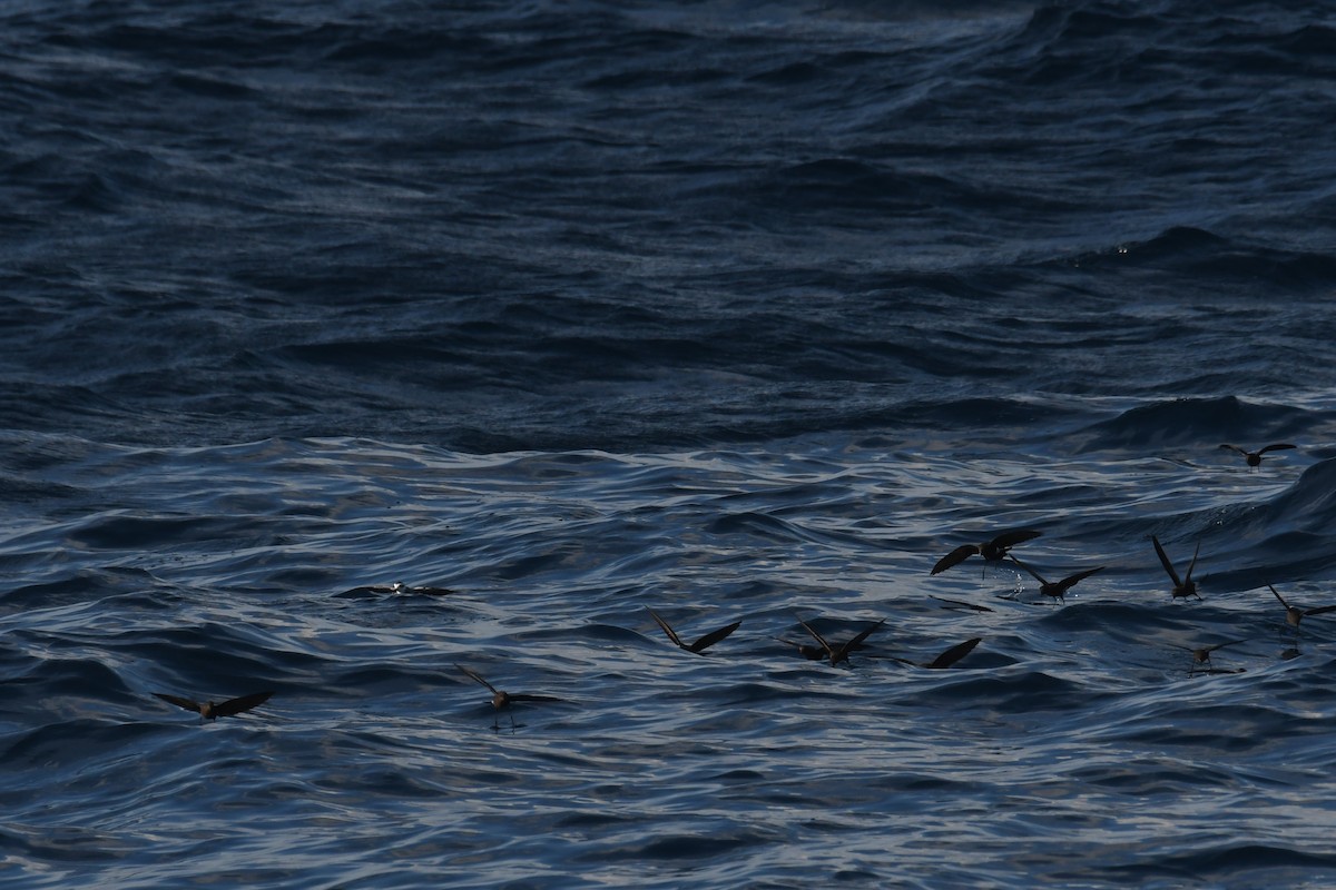 buřníček běločelý - ML644681969