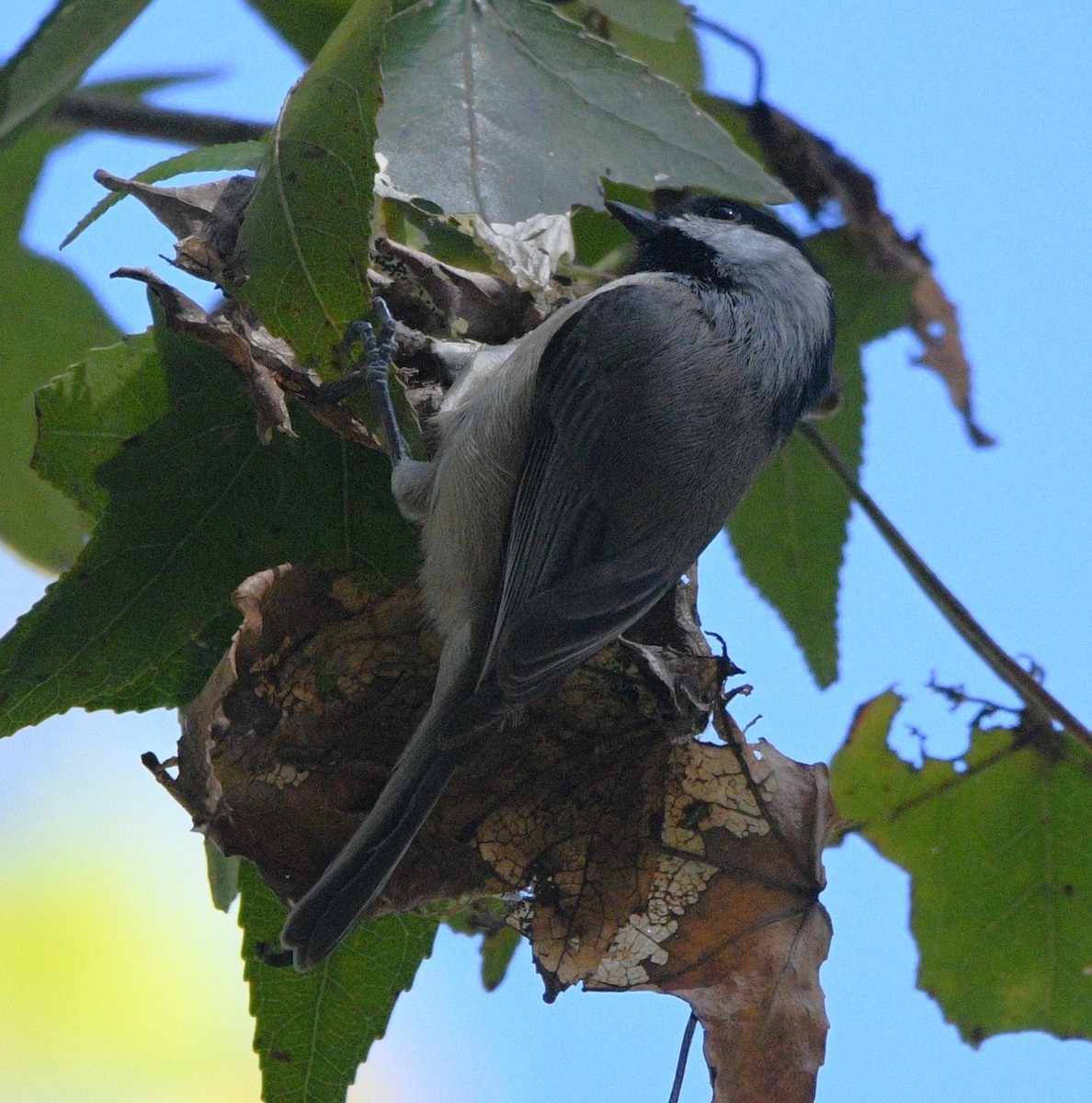 sýkora karolínská - ML644681970
