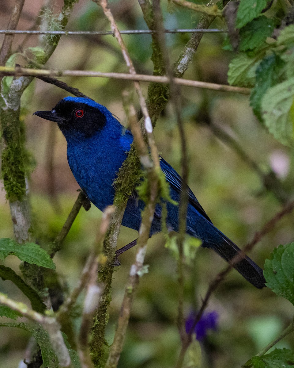 Masked Flowerpiercer - ML644681972