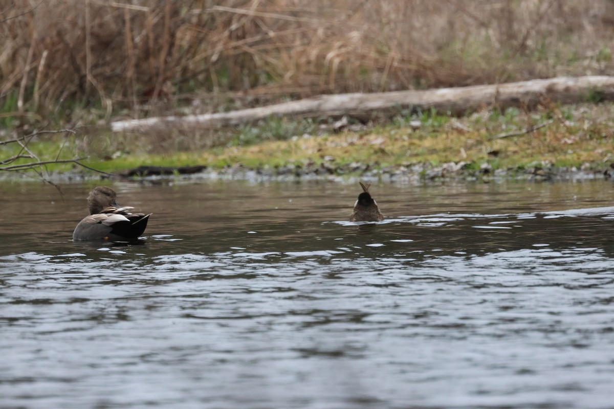 Boz Ördek - ML644681976