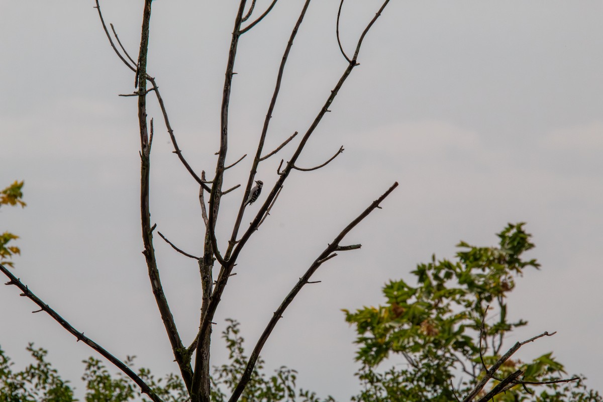 Downy Woodpecker - ML644681978
