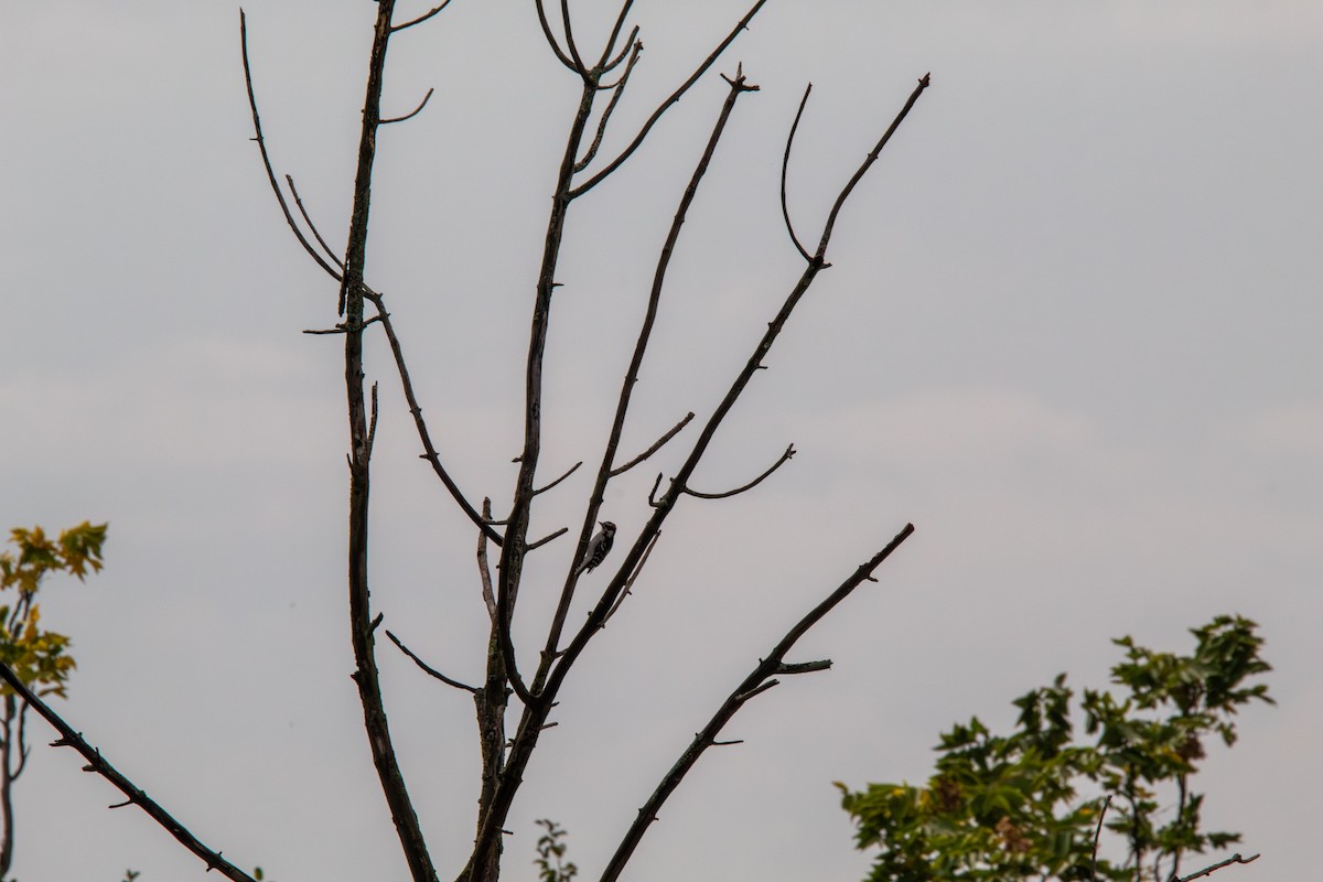 Downy Woodpecker - ML644681979