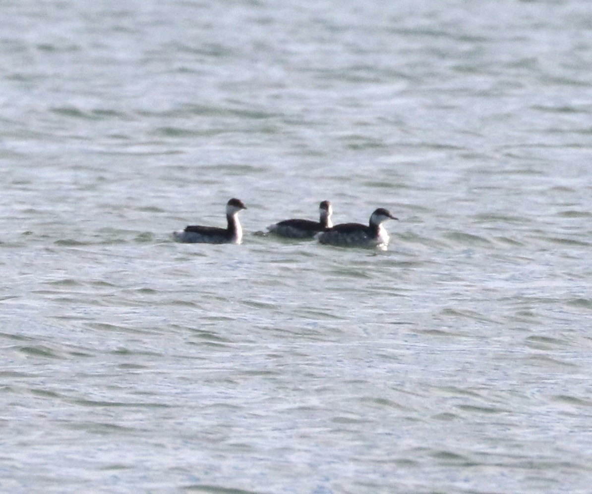 角鸊鷉 - ML644681981