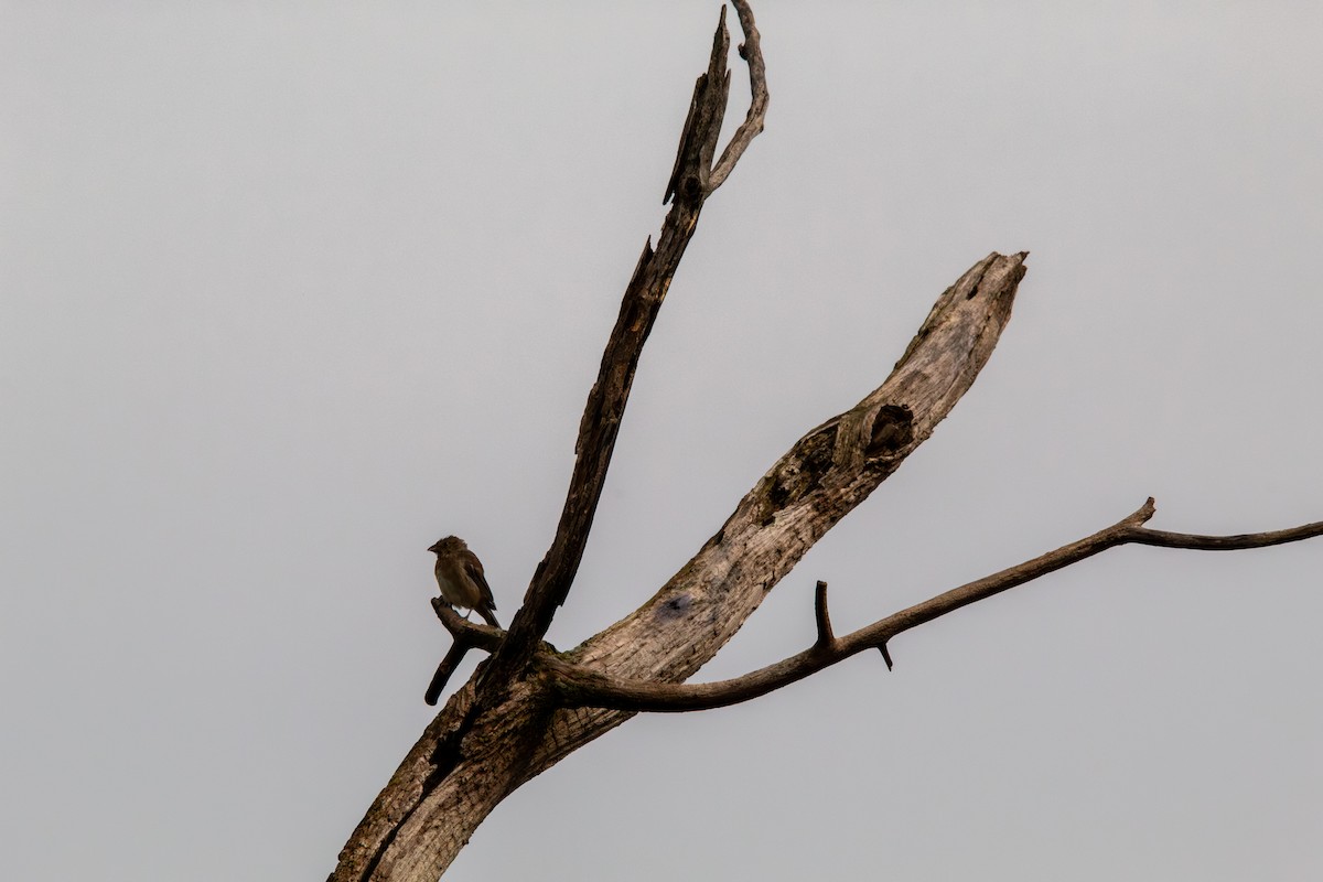 indigospurv - ML644681982