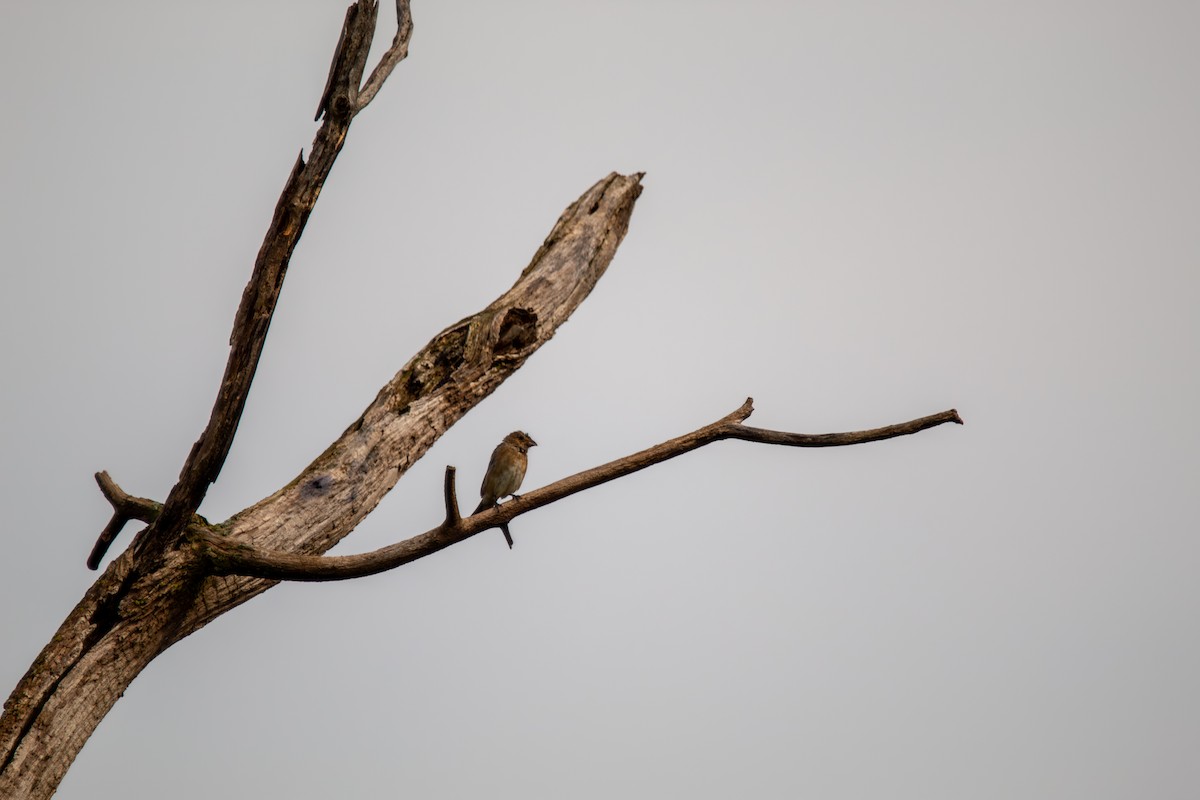 indigospurv - ML644681983