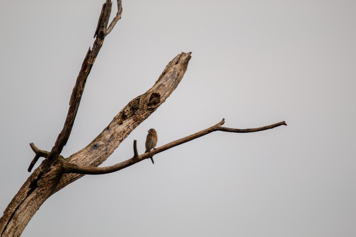 indigospurv - ML644681985