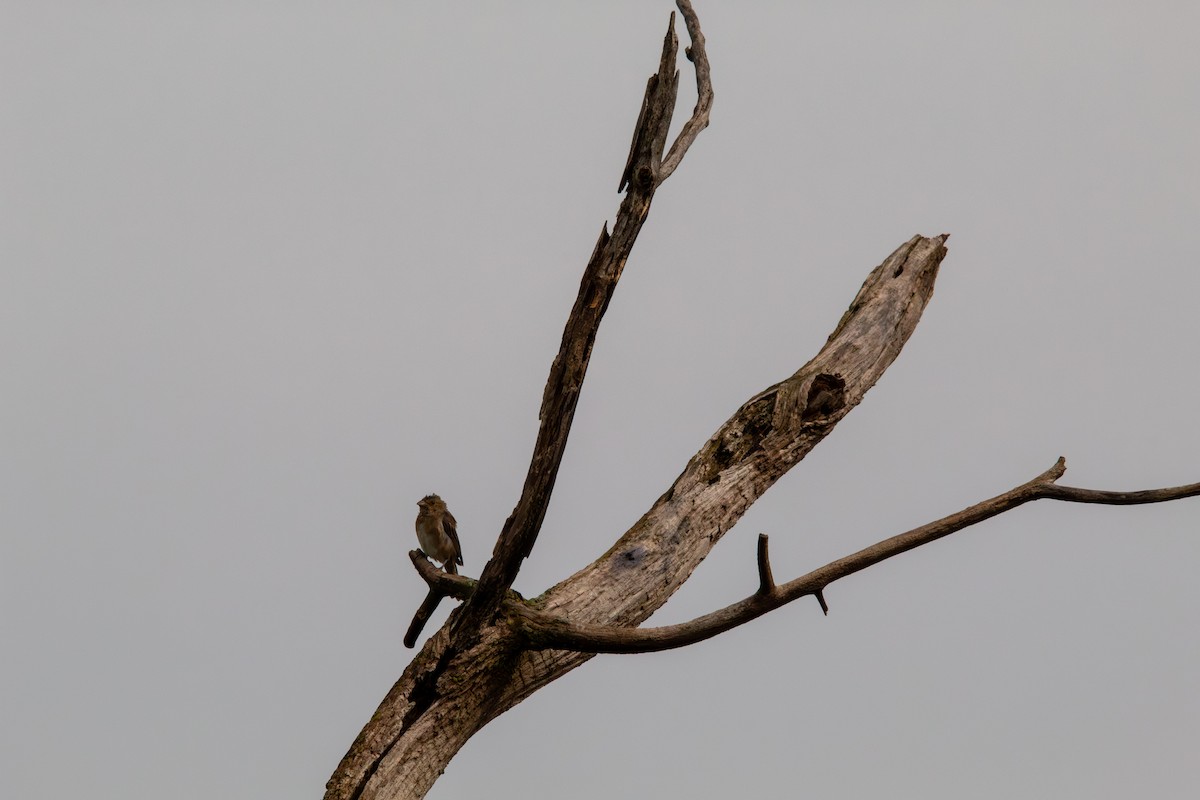 indigospurv - ML644681987