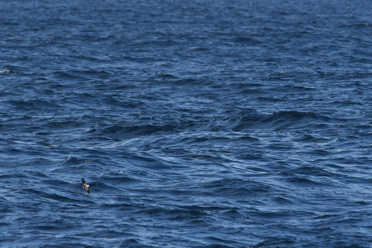 White-faced Storm-Petrel - ML644681989