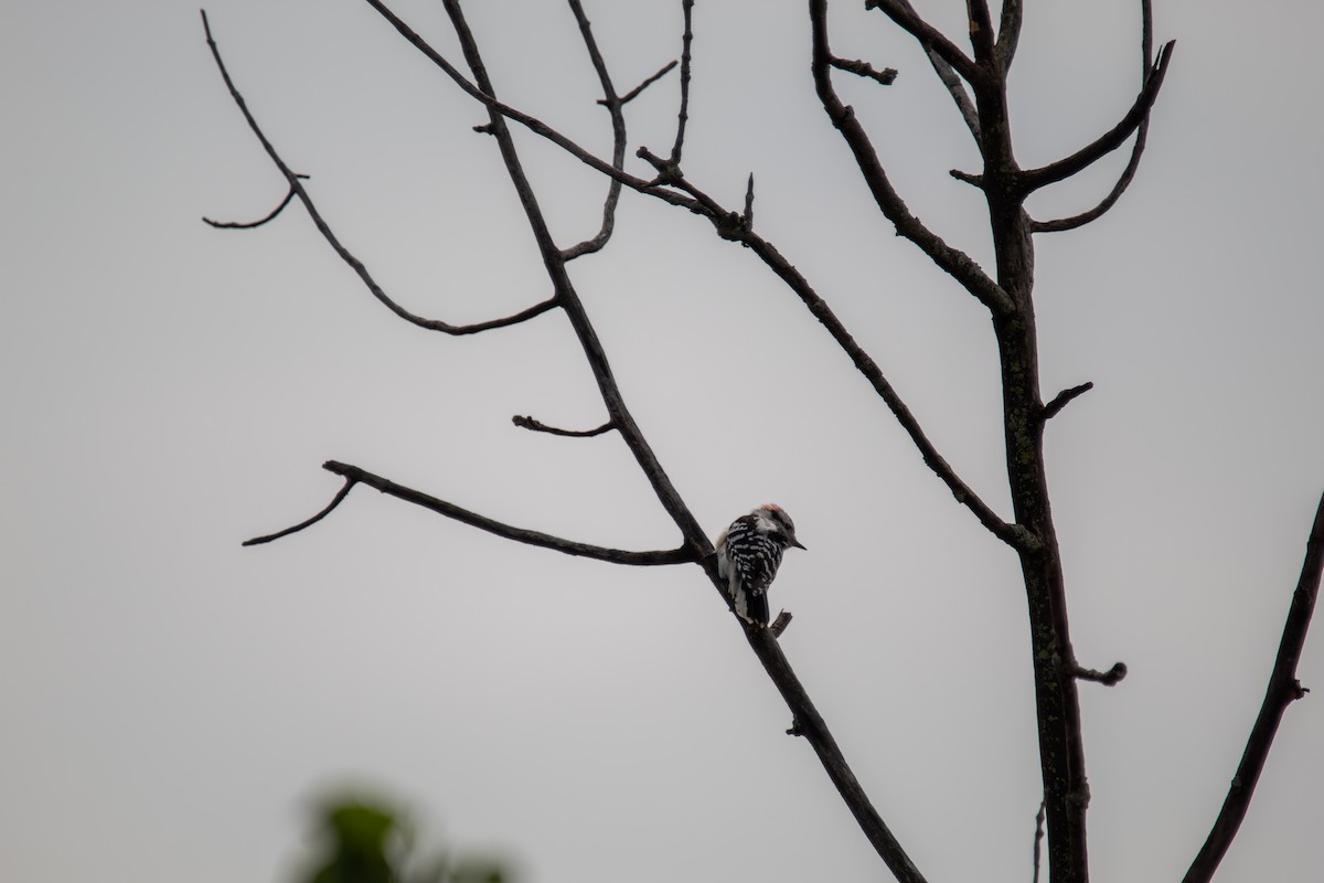 Downy Woodpecker - ML644681990