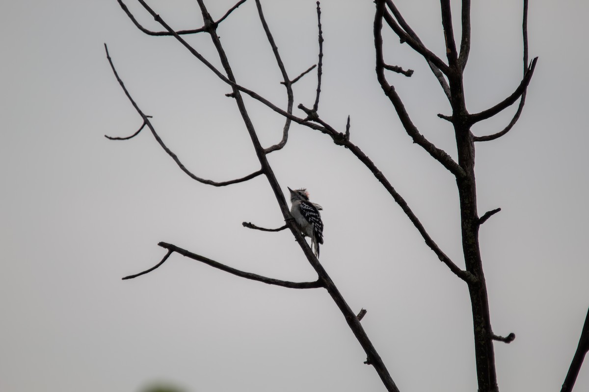 Downy Woodpecker - ML644681991